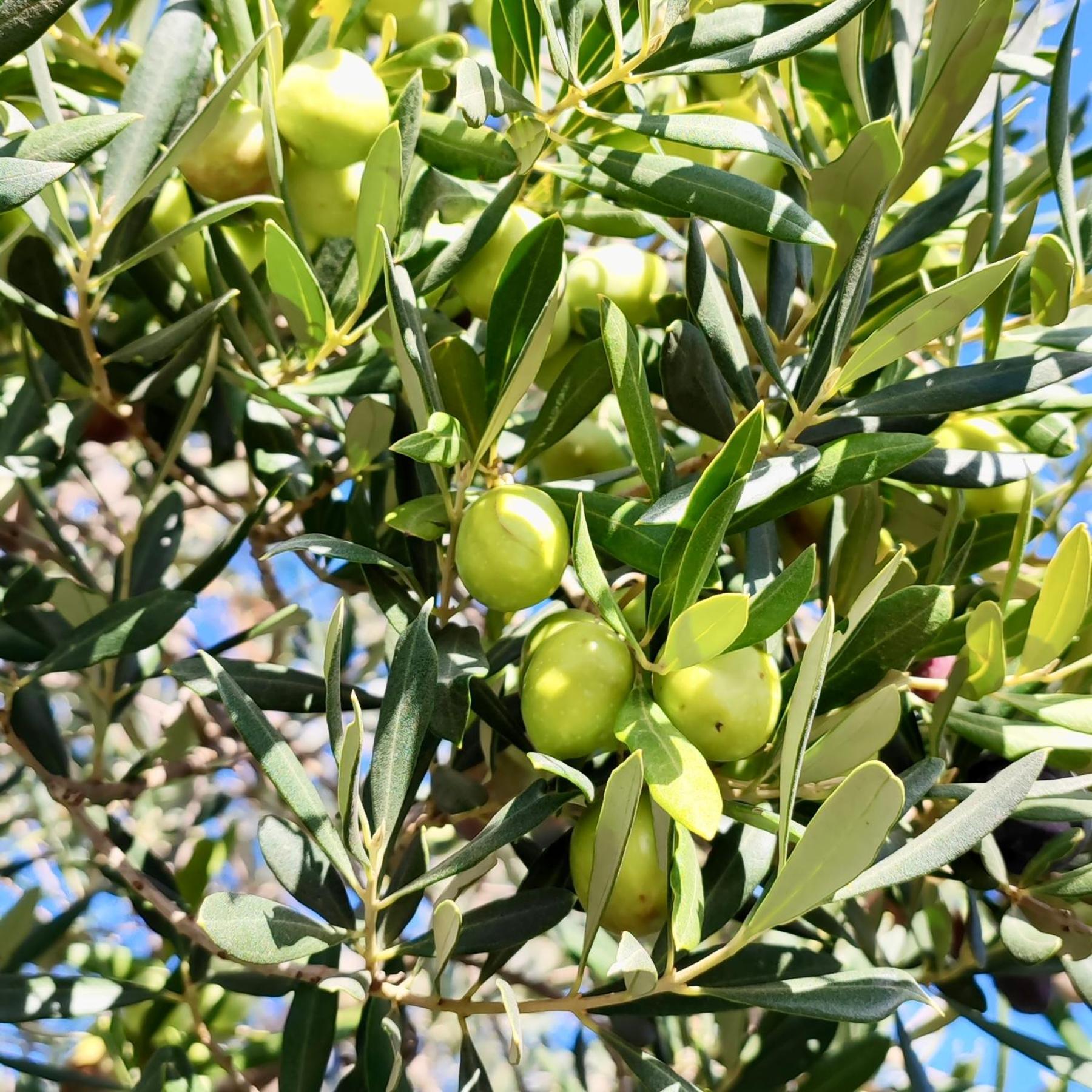 באלה Apartman Ostrea *** מראה חיצוני תמונה